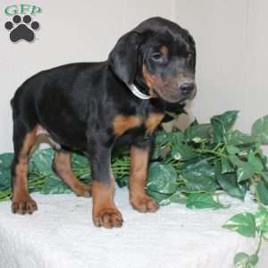 Lonnie, Doberman Pinscher Puppy