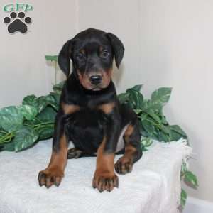 Landon, Doberman Pinscher Puppy