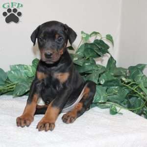 Logan, Doberman Pinscher Puppy