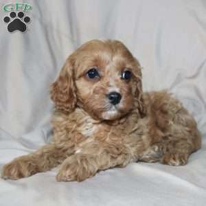 Fern, Cavapoo Puppy