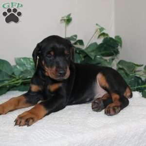 Larry, Doberman Pinscher Puppy