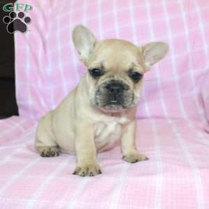 Sasha, French Bulldog Puppy