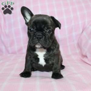 Sheila, French Bulldog Puppy