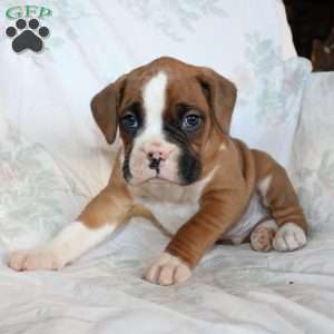 Bentley, Boxer Puppy