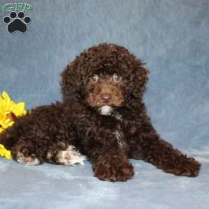 Brownie, Toy Poodle Puppy