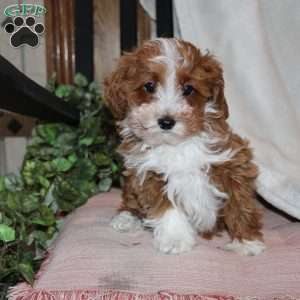 Timothy, Mini Goldendoodle Puppy