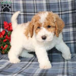 Sprinkles, Mini Goldendoodle Puppy