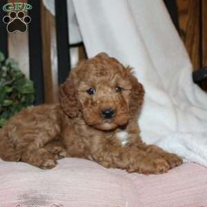 Laura, Mini Goldendoodle Puppy