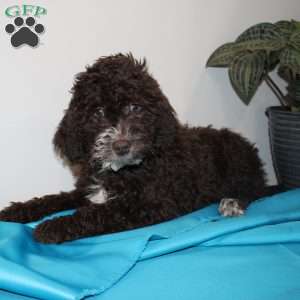 Kat, Mini Labradoodle Puppy