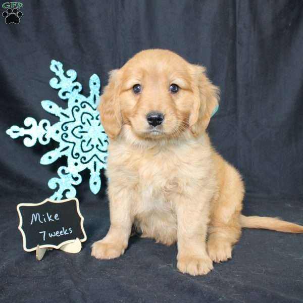 Mike, Miniature Golden Retriever Puppy