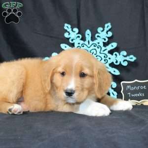 Monroe, Miniature Golden Retriever Puppy