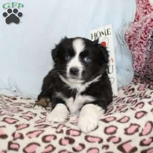 Tracy, Miniature Australian Shepherd Puppy