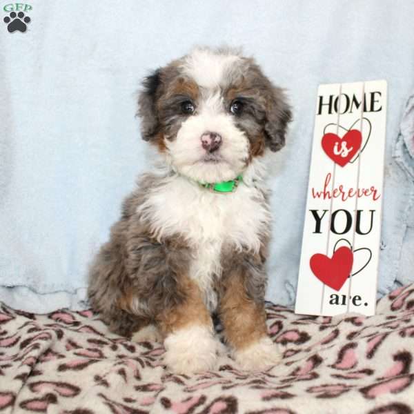 Bubbles, Mini Bernedoodle Puppy