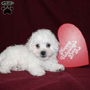 Cookies, Bichon Frise Puppy