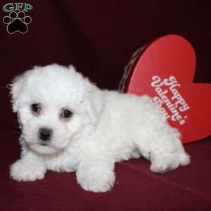 Cassie, Bichon Frise Puppy