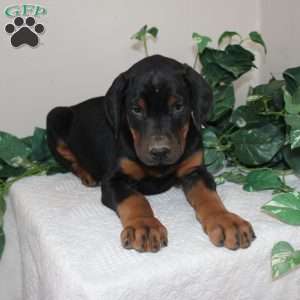 Lonnie, Doberman Pinscher Puppy