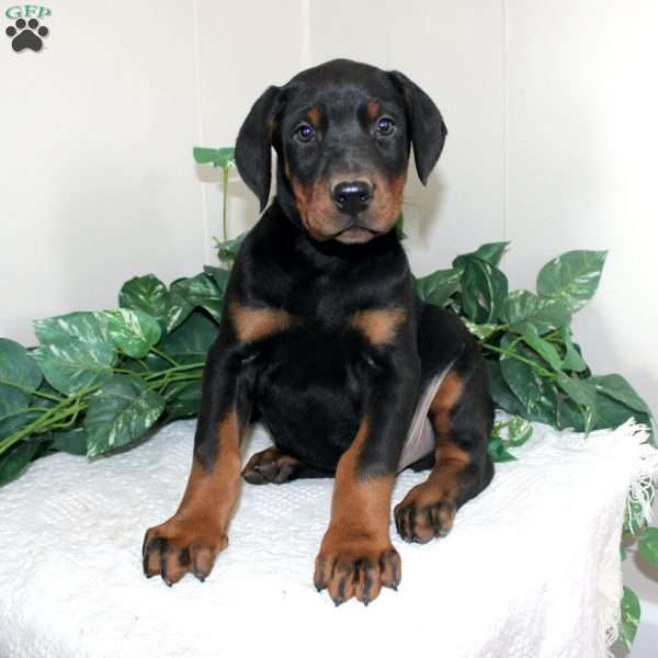 Landon, Doberman Pinscher Puppy