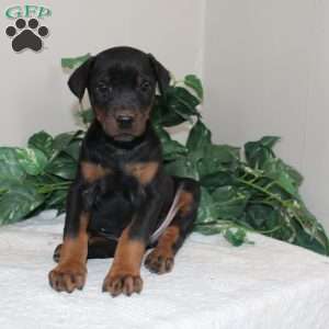 Logan, Doberman Pinscher Puppy