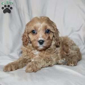 Fern, Cavapoo Puppy