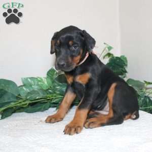 Lindsey, Doberman Pinscher Puppy