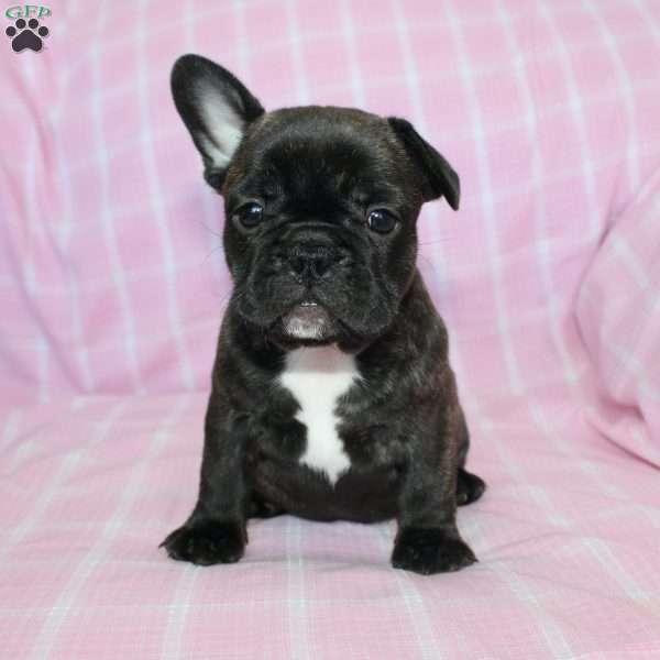 Sheila, French Bulldog Puppy