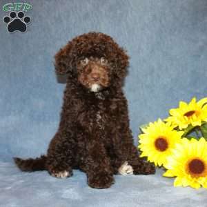 Brownie, Toy Poodle Puppy