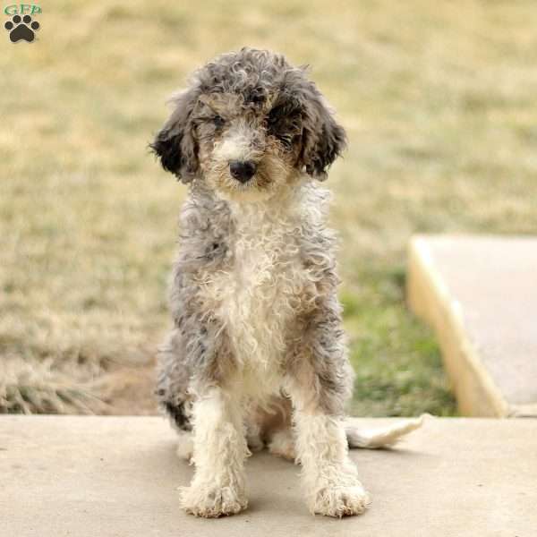 Alex, Mini Sheepadoodle Puppy