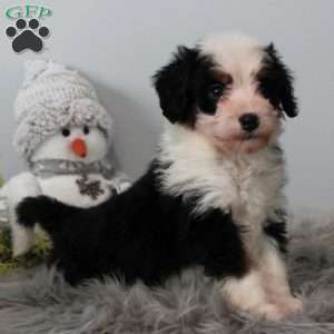 Skylar, Bernedoodle Puppy