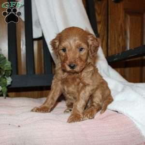 Lindsey, Mini Goldendoodle Puppy