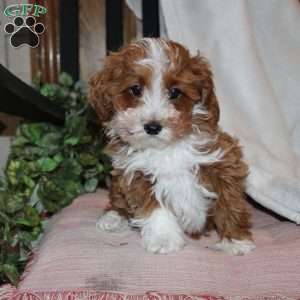 Timothy, Mini Goldendoodle Puppy