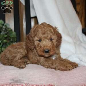 Laura, Mini Goldendoodle Puppy