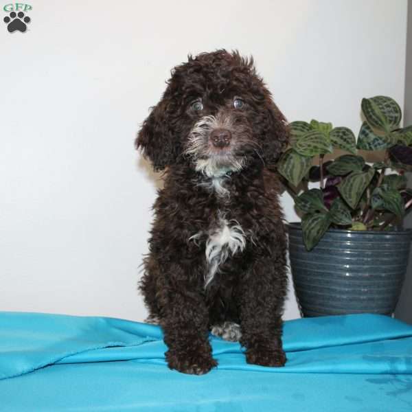 Kat, Mini Labradoodle Puppy