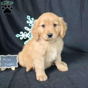 Mike, Miniature Golden Retriever Puppy