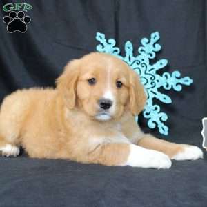 Monroe, Miniature Golden Retriever Puppy