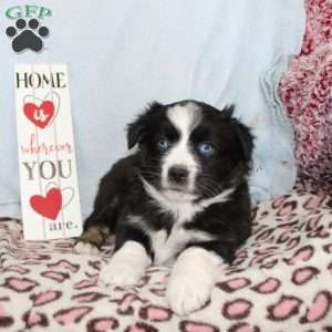 Tracy, Miniature Australian Shepherd Puppy