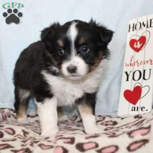 Tina, Miniature Australian Shepherd Puppy