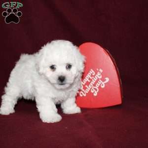 Cookies, Bichon Frise Puppy