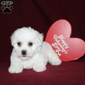 Cassie, Bichon Frise Puppy