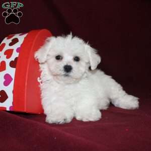 Cooper, Bichon Frise Puppy