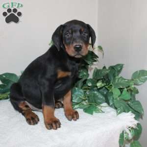 Landon, Doberman Pinscher Puppy