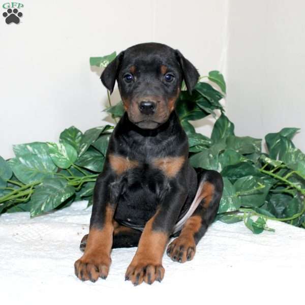 Logan, Doberman Pinscher Puppy