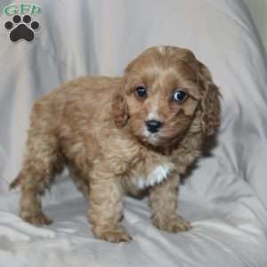 Fern, Cavapoo Puppy