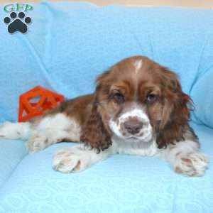 Jolly, Cocker Spaniel Puppy