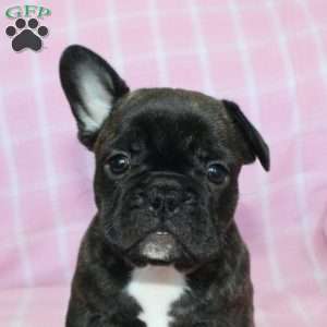 Sheila, French Bulldog Puppy