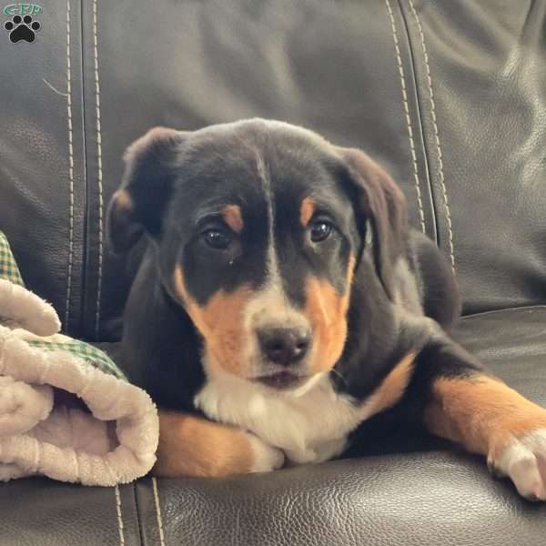 Ginger, Greater Swiss Mountain Dog Puppy