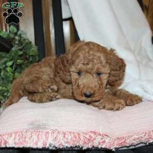 Laura, Mini Goldendoodle Puppy