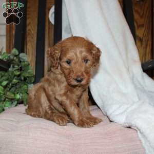 Lindsey, Mini Goldendoodle Puppy