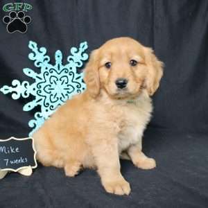 Mike, Miniature Golden Retriever Puppy