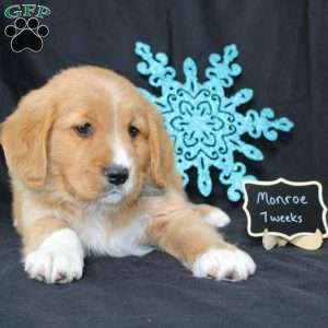 Monroe, Miniature Golden Retriever Puppy