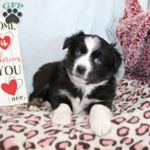 Tracy, Miniature Australian Shepherd Puppy